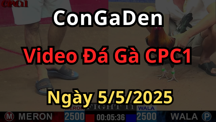 Phát Lại Đá Gà Trực Tiếp CPC1 thomo Ngày 5/5/2025