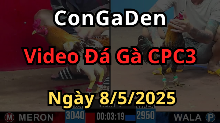 Xem Đá Gà Trực Tiếp CPC3 ngày 8/5/2025 có bình luận viên