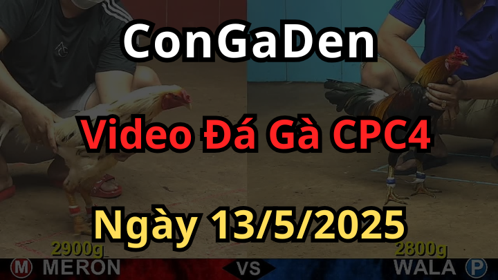Video Đá Gà CPC4 ngày 13/5/2024 có bình luận
