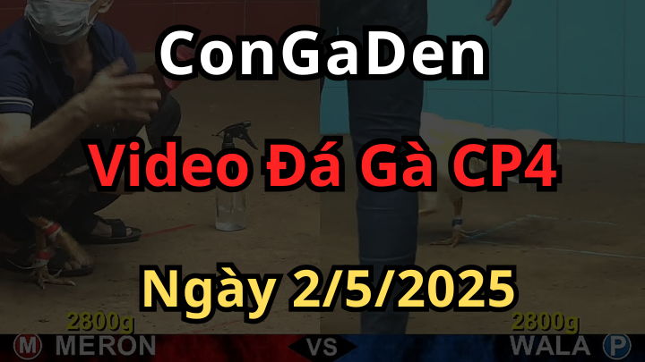 Video Đá Gà Bồ An Giang CPC4 Ngày 2/5/2025