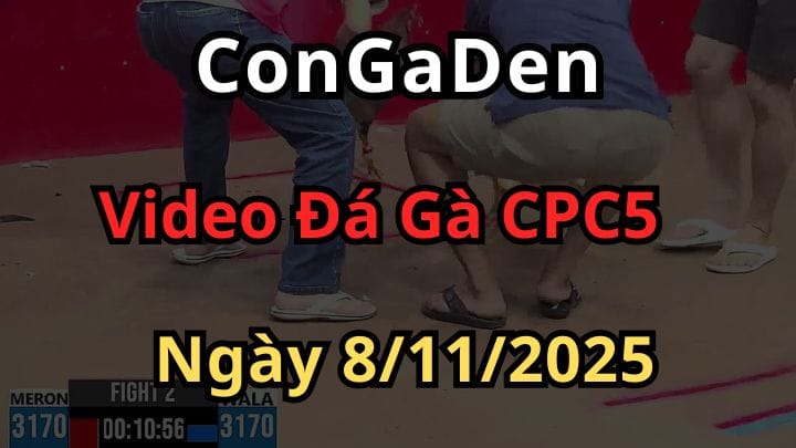 Clip Đá Gà Trực Tiếp CPC5 ngày 8/11/2025 Hôm nay