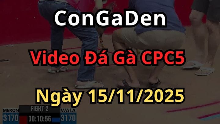 Video Đá Gà Trực Tiếp Thomo CPC5 ngày 15/11/2025